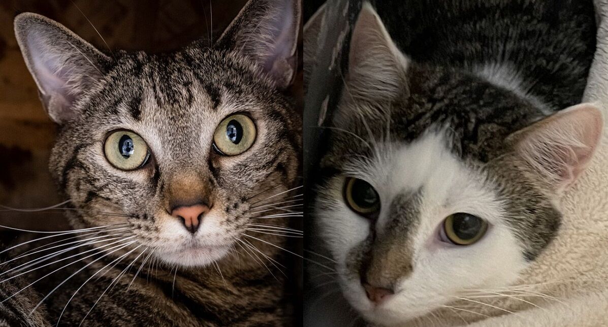 Smudge and Gratti